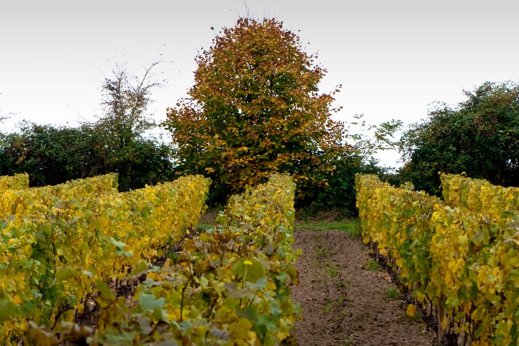 Le Clos de Fontenay - Gîte gallery 13 - Gallery