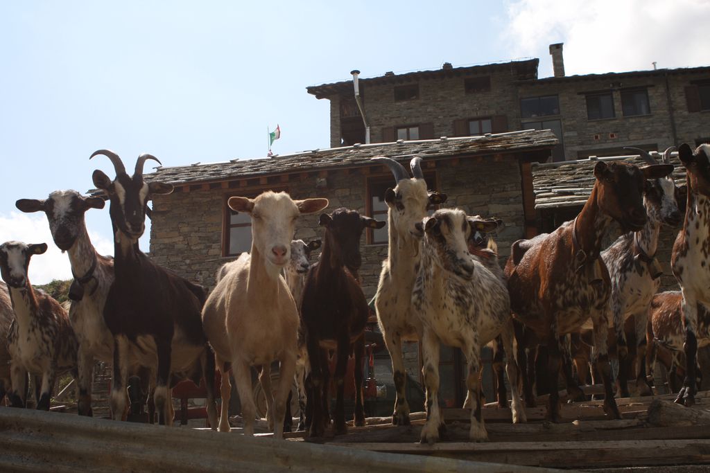 Rifugio Salvin 12 - Gallery