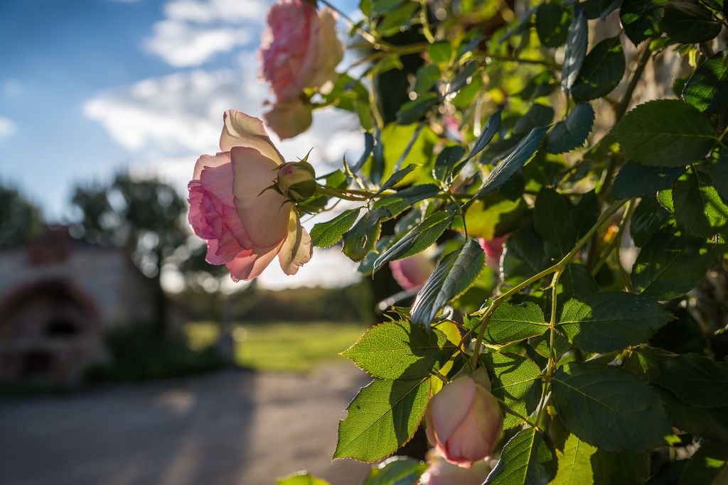 Domaine de Labarthe 18 - Gallery