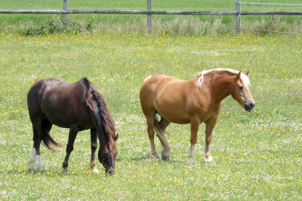 Ferme de la Ruette, Cauvicourt 16 - Gallery