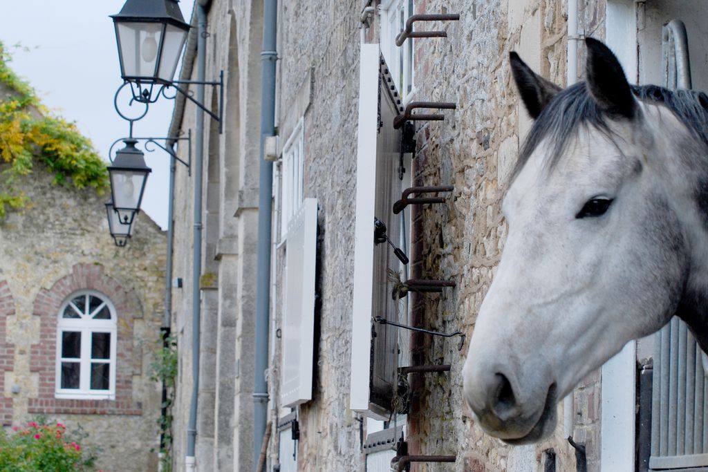 Haras du Gazon 16 - Gallery