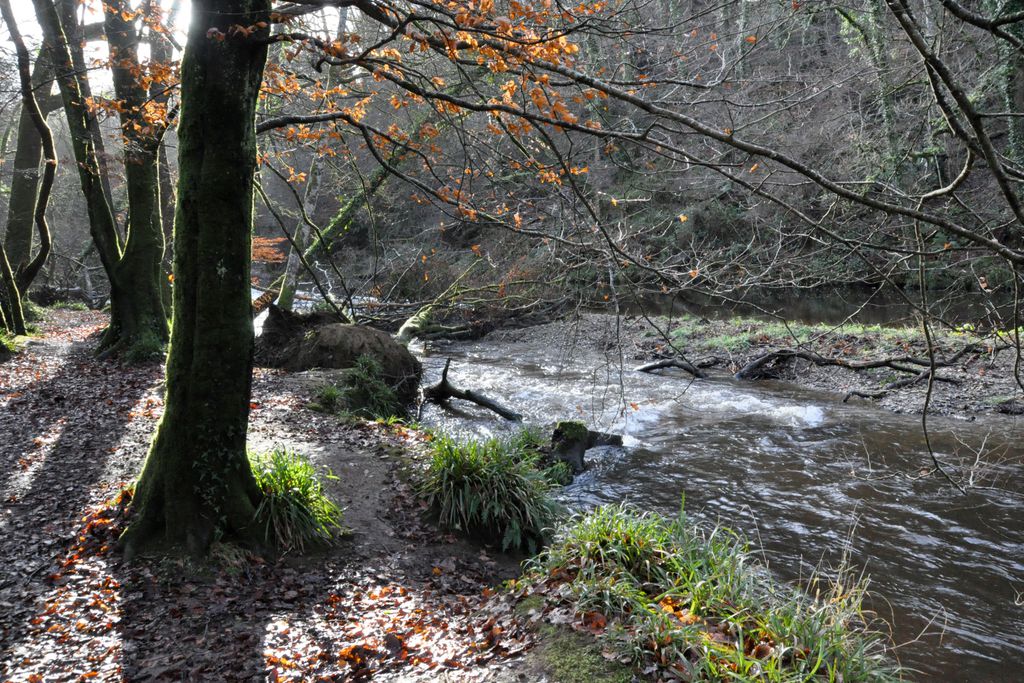 River running through the woods