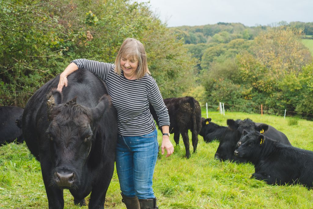 Cows in the Devon countryside