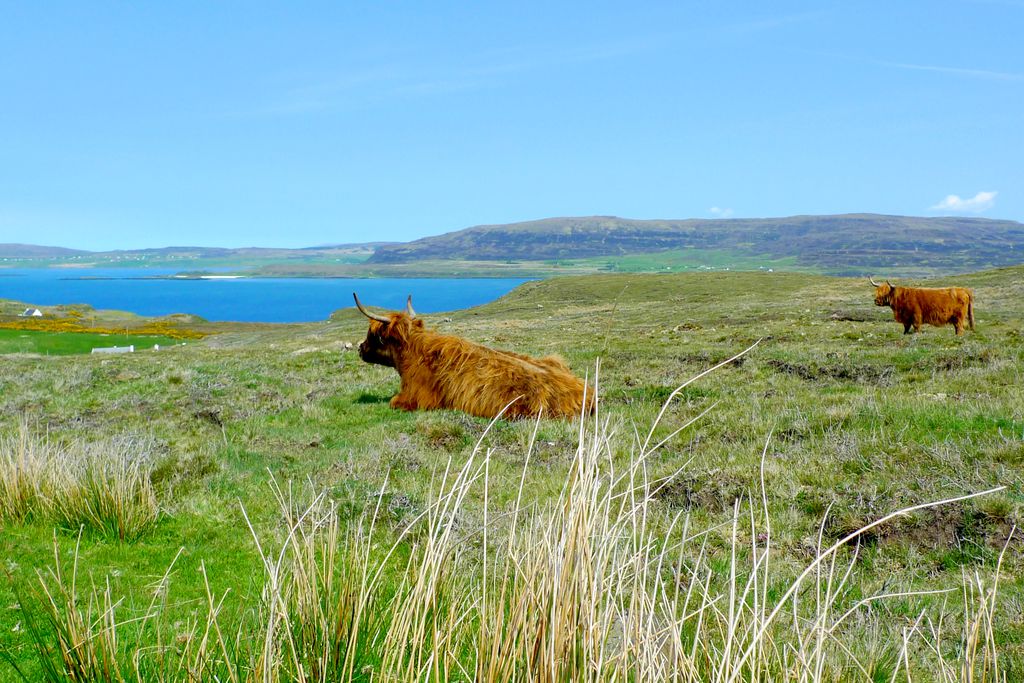 Cows grazing in the countryside