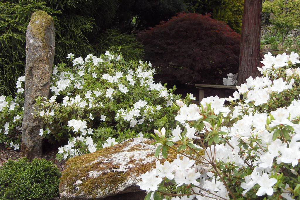 View of the garden foliage 