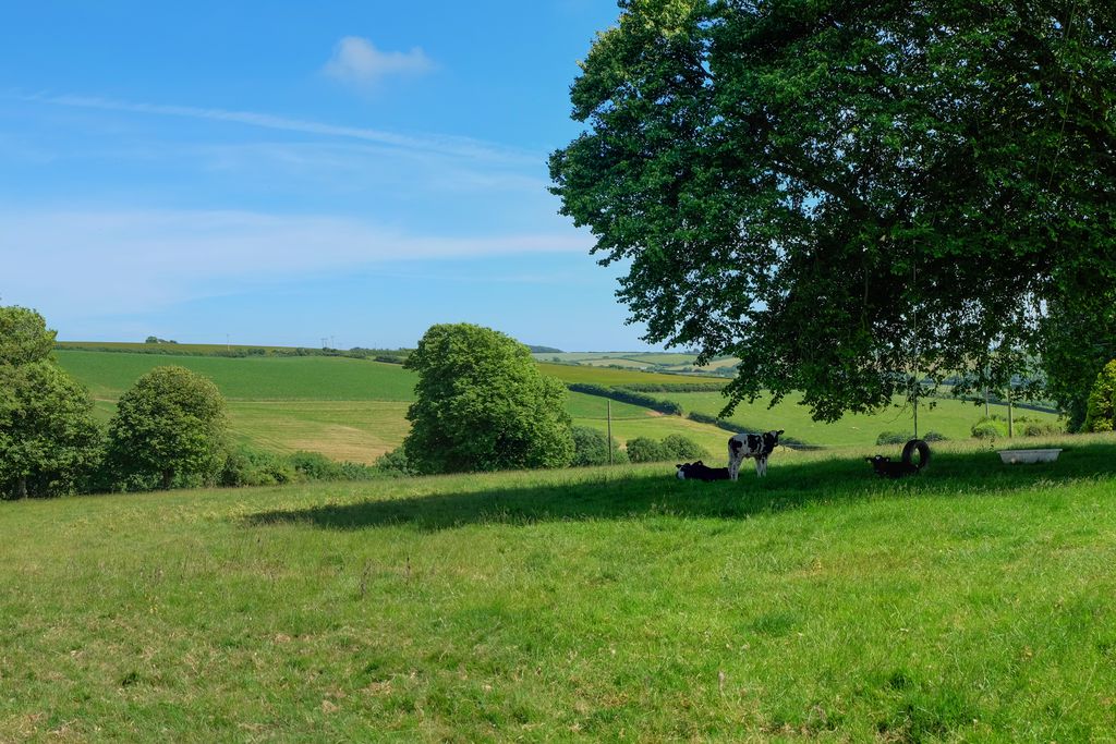 Cows grazing in the countryside