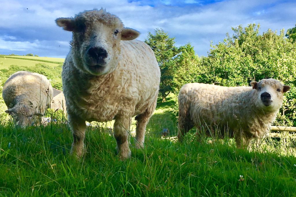 3 Sheep with the barn in the background