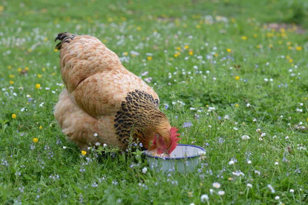 Chicken feeding