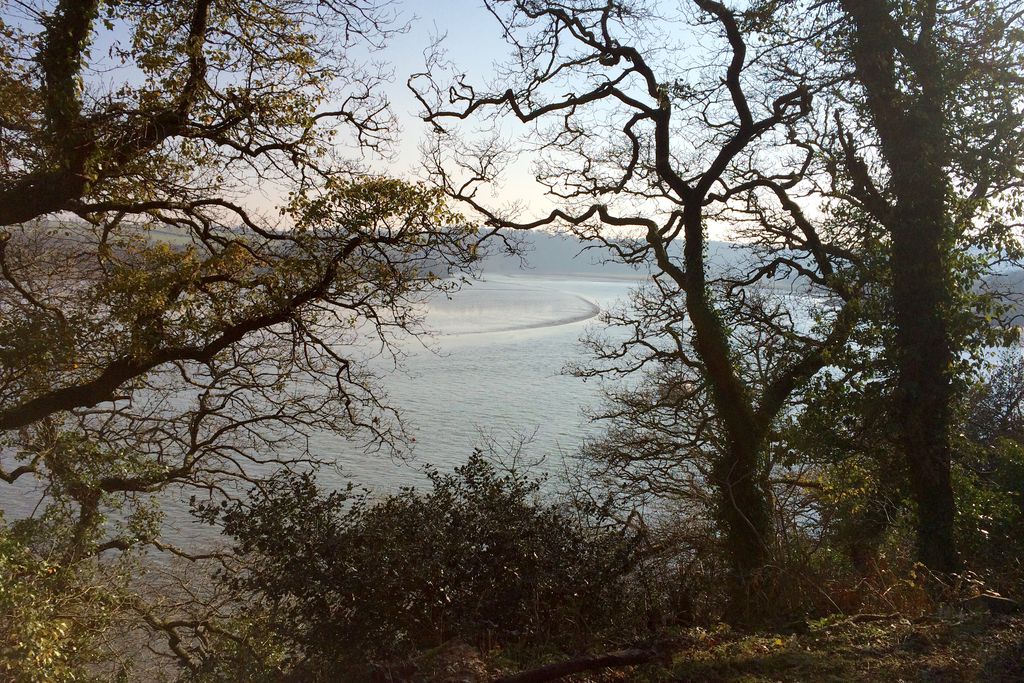 View through trees onto the river 