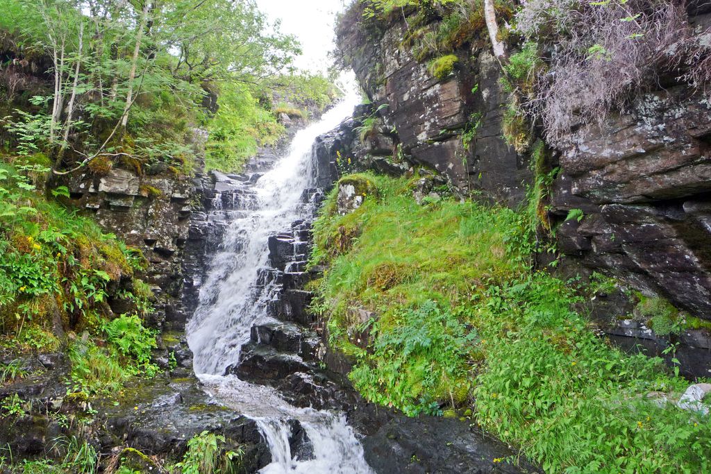 Waterfall surrounded by vivid green ferns