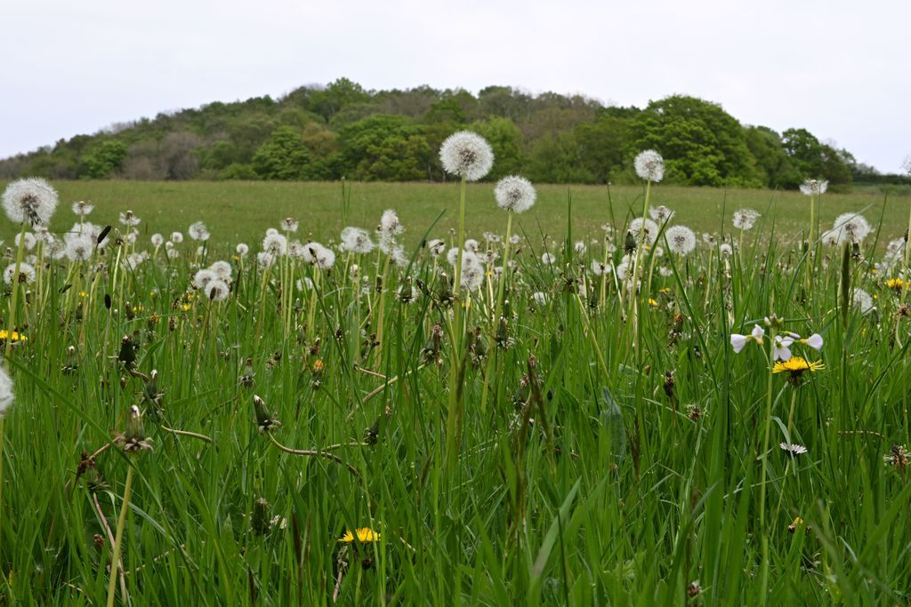 Allt-y-bela 4 - Gallery