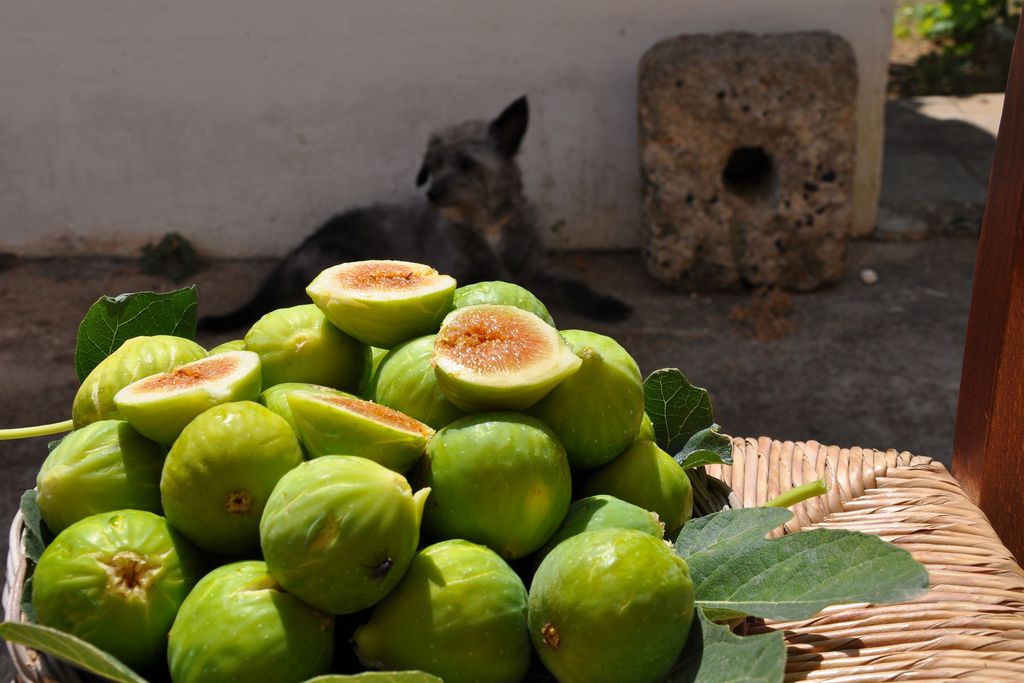 Masseria Uccio 10 - Gallery