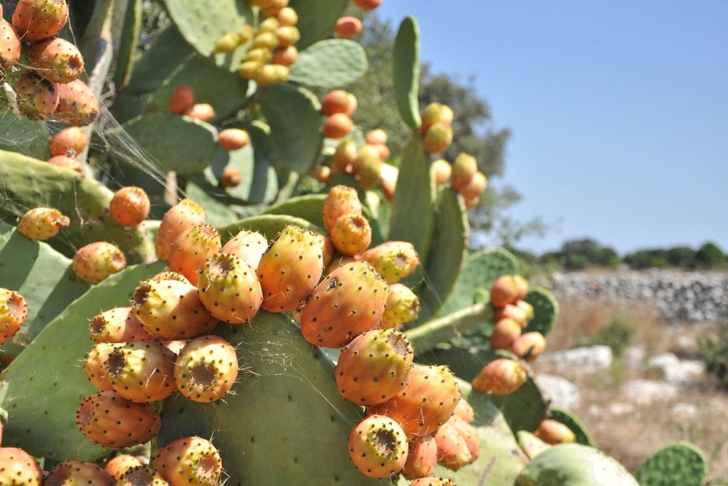 Masseria Uccio 20 - Gallery