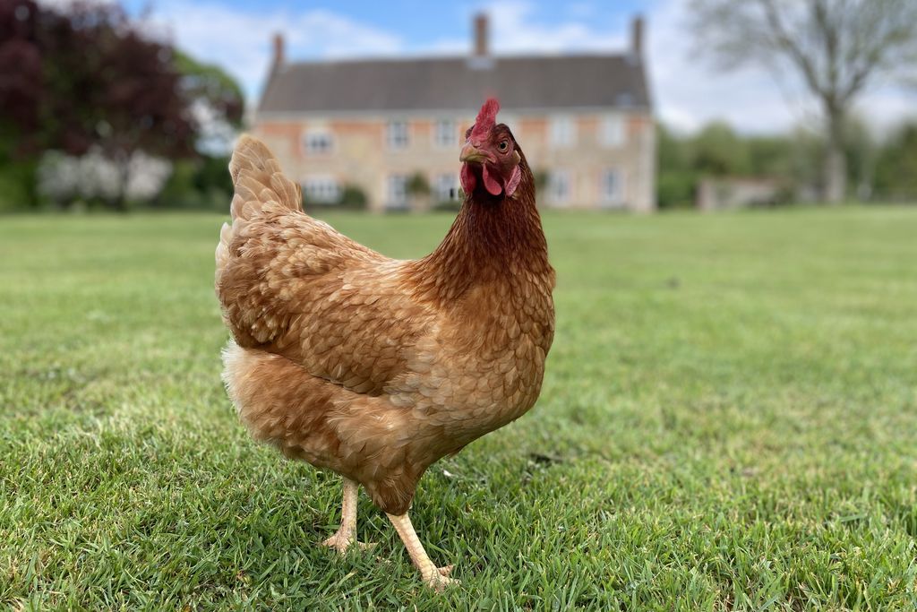 College Farm 18 - Gallery