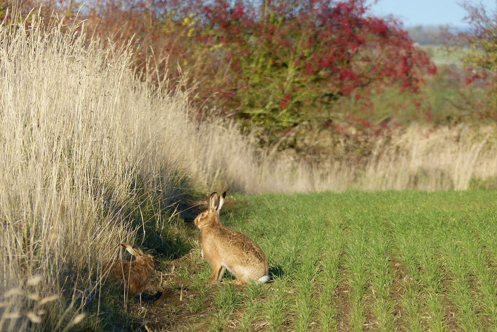 The Fuffins at Hunting Hall 13 - Gallery