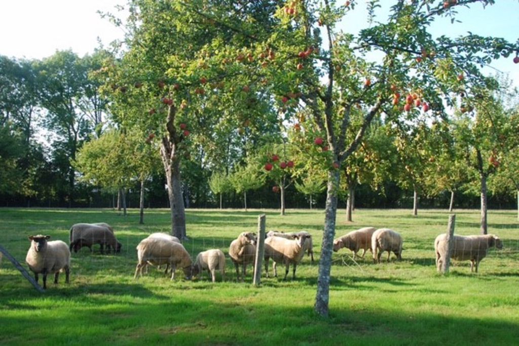 Bergerie de la Moutonnière 16 - Gallery