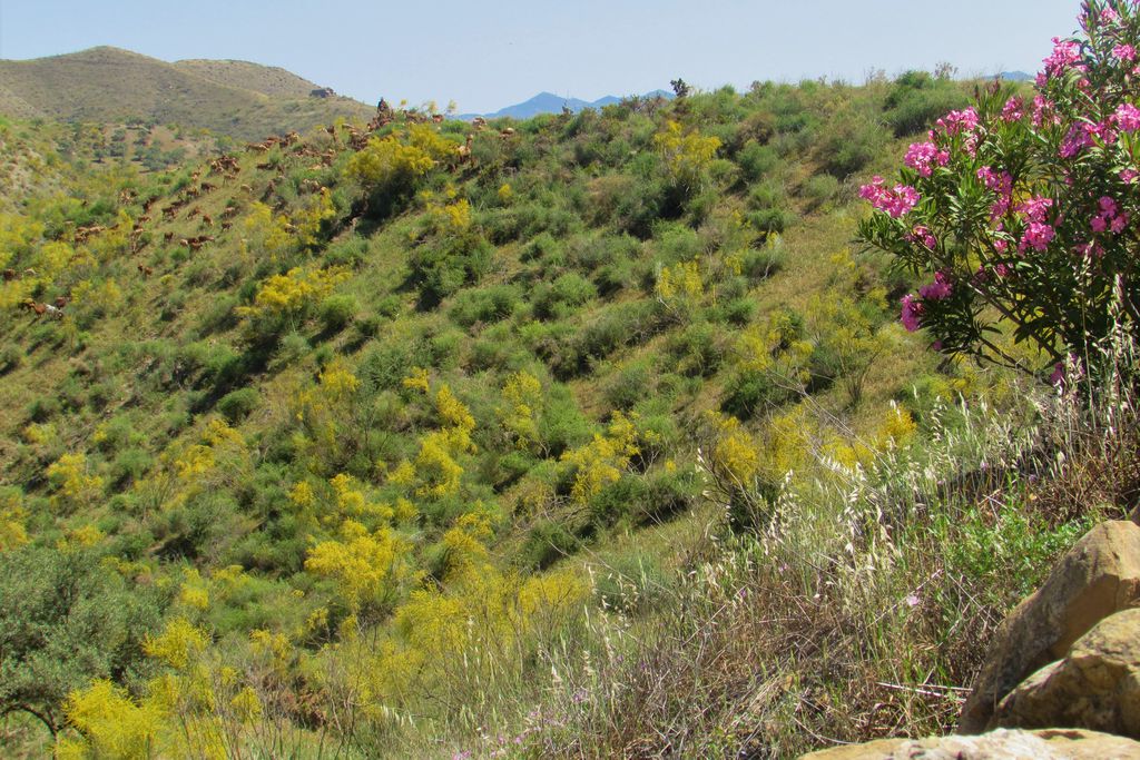 Cortijo Jacaranda 9 - Gallery