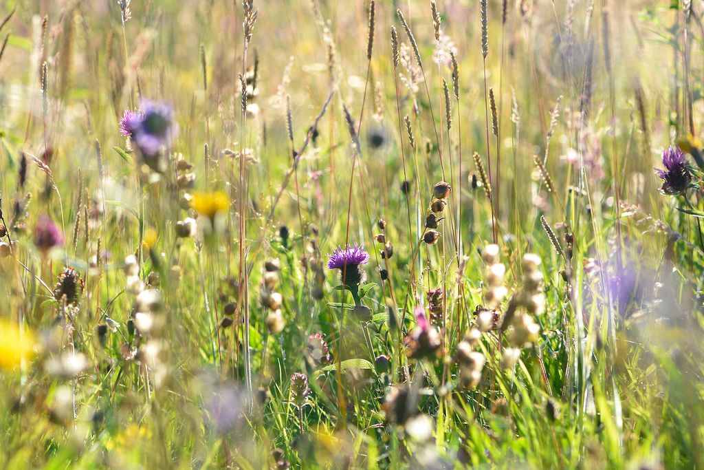 Treshnish Farm 10 - Gallery