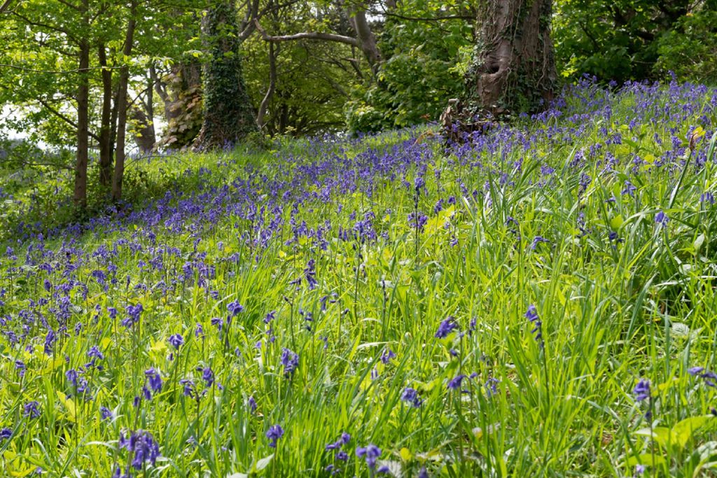 The Llanfendigaid Estate: Dove Cottage 19 - Gallery