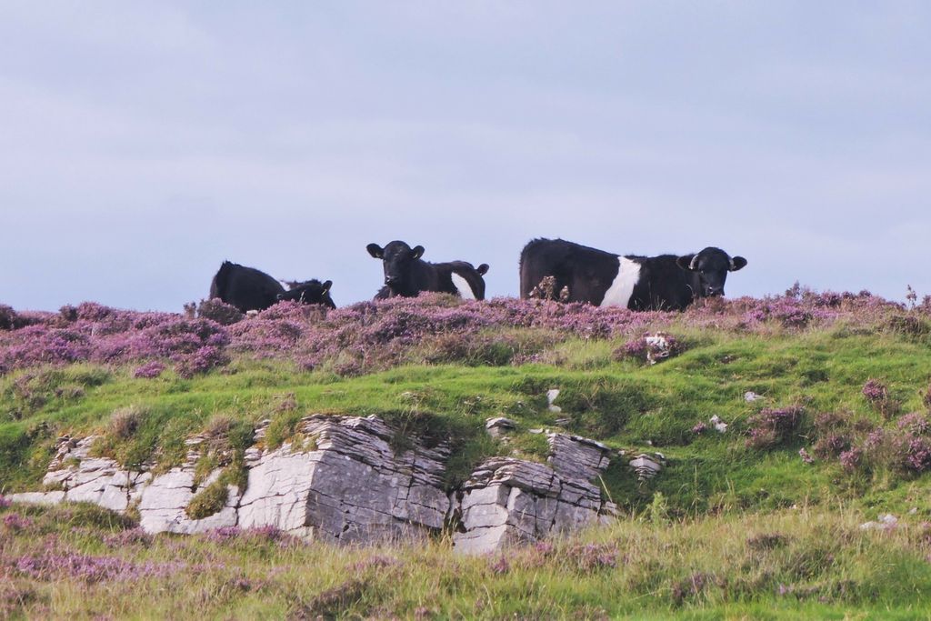 Stay Lambing Live 20 - Gallery