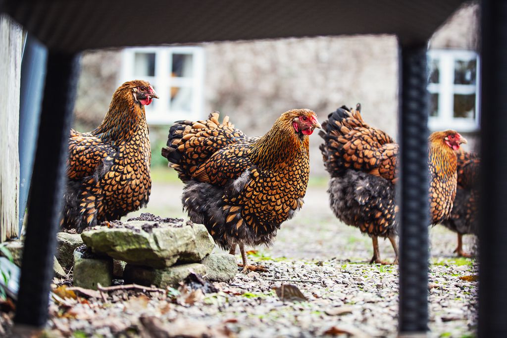 Oak Farm - The Bothy 10 - Gallery