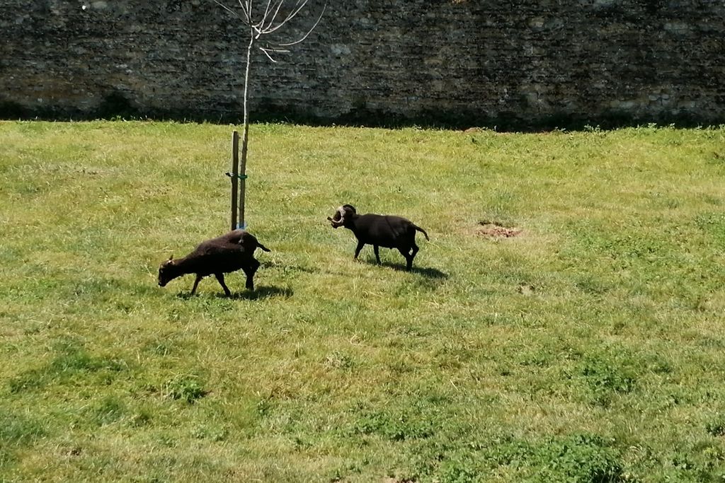 Ferme de la Ruette, Cauvicourt 5 - Gallery