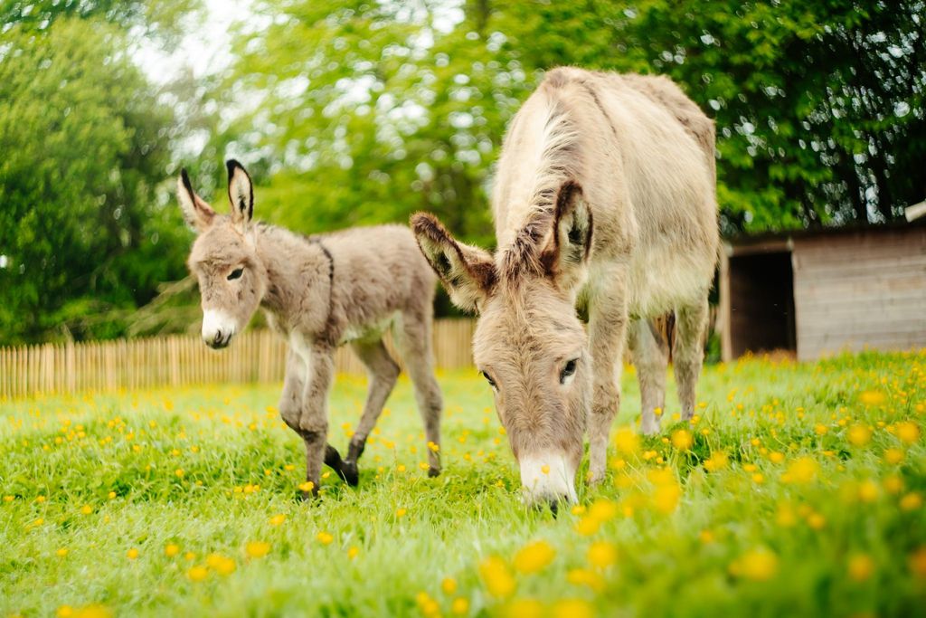 Manoir des Petites Bretonnes - Louison 18 - Gallery