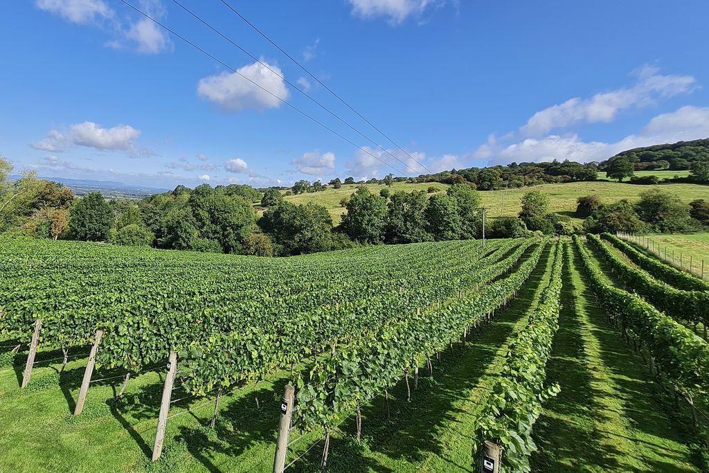 Dryhill Vineyard Cottage 4 - Gallery