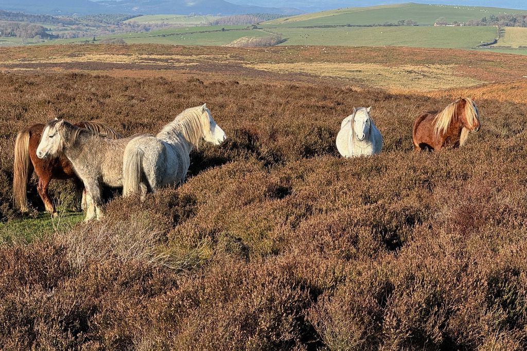 Middle Farm & Cottages: Gooseyard Cottage 17 - Gallery