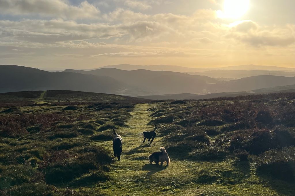 Middle Farm & Cottages: Gooseyard Cottage 19 - Gallery