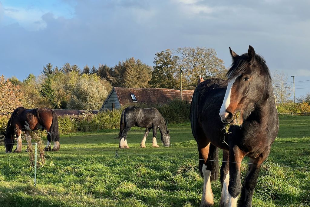 Middle Farm & Cottages: The Barn 18 - Gallery