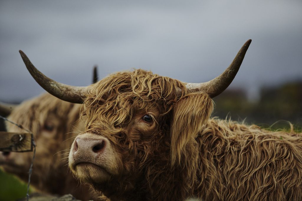 The Grieves Farmhouse 20 - Gallery