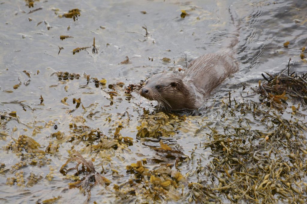 Taigh Whin 16 - Gallery