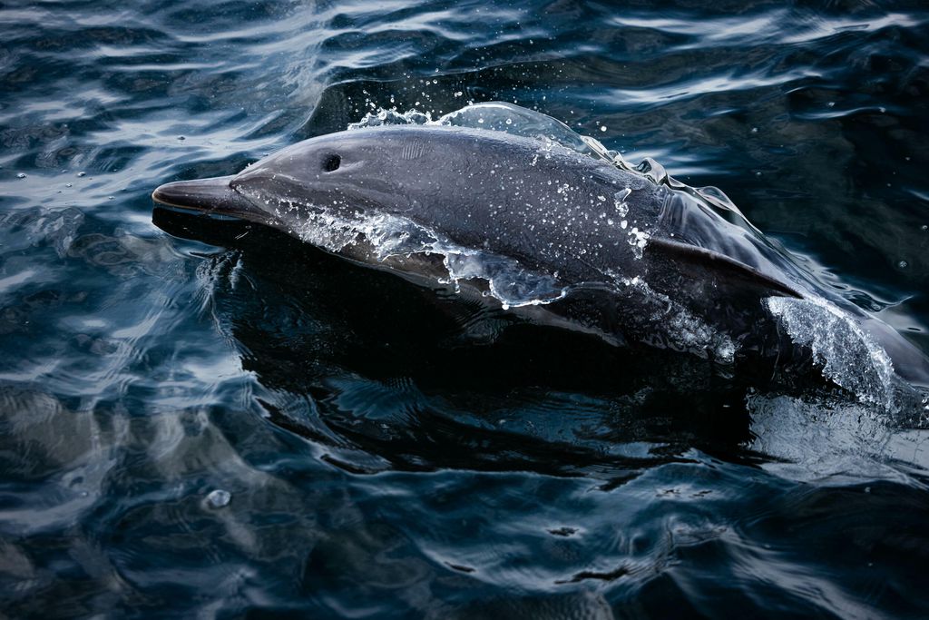 Curved Stone House 17 - Gallery