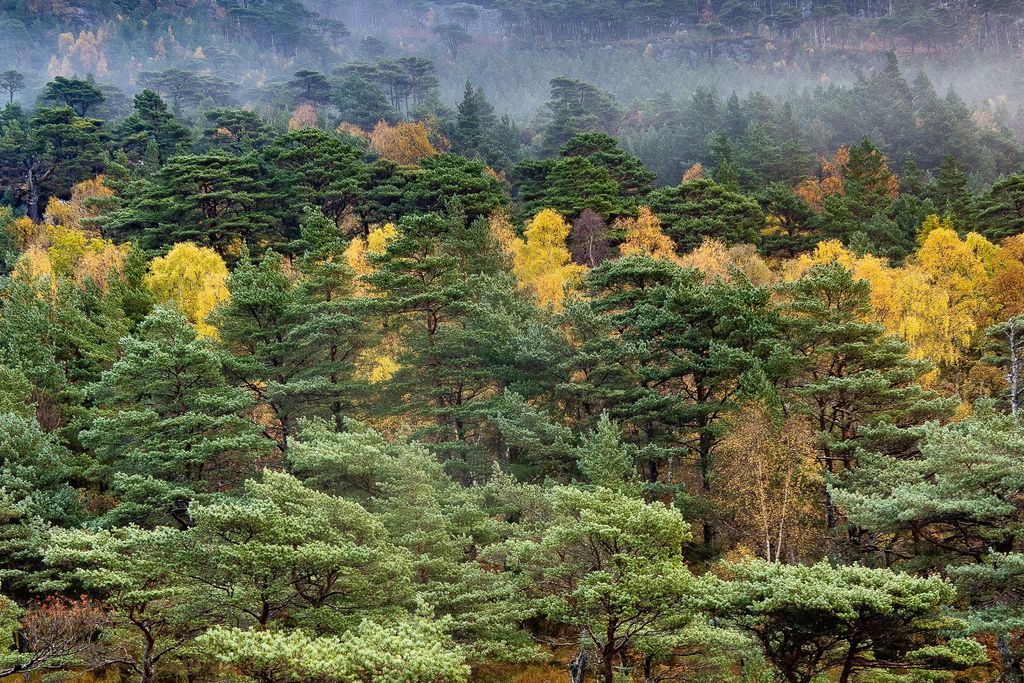 Feada Coille 10 - Gallery