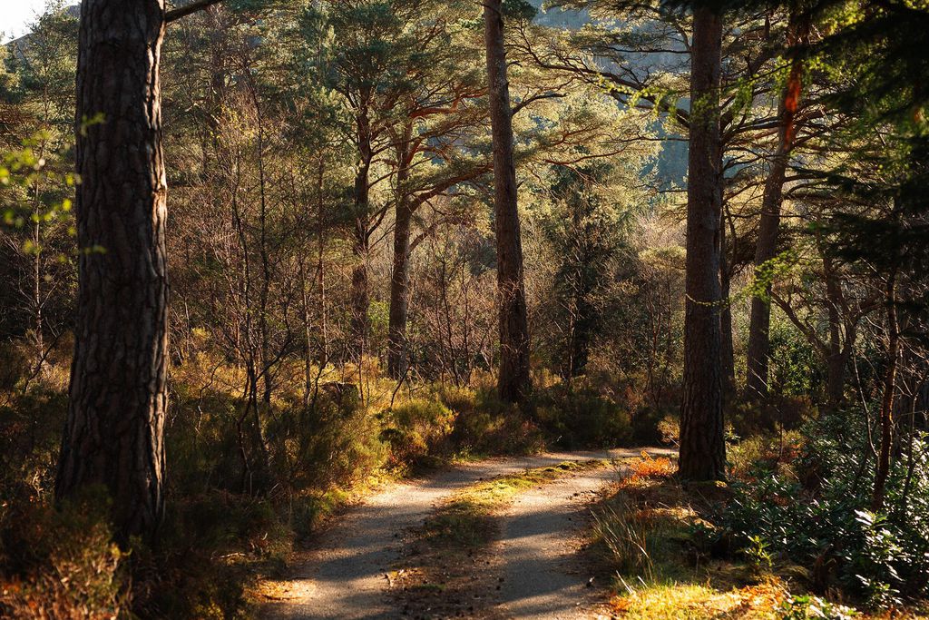 Feada Coille 13 - Gallery