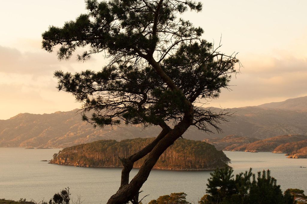 Feada Coille 19 - Gallery