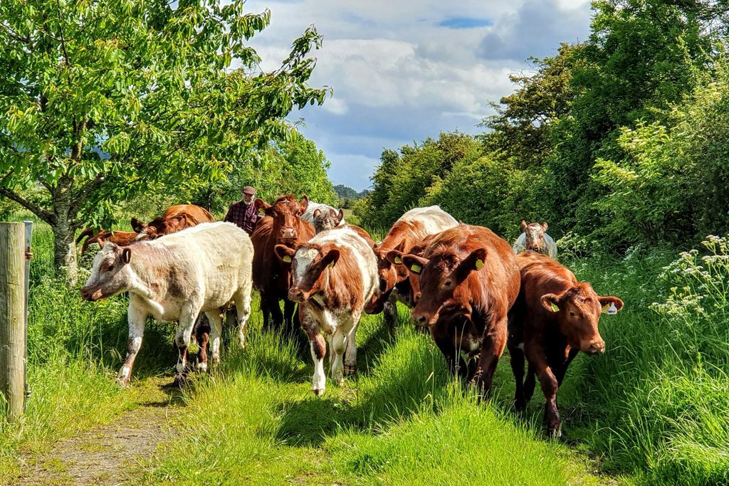 The Fuffins at Hunting Hall 10 - Gallery