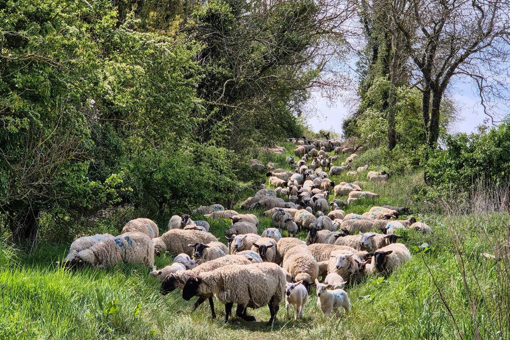 The Fuffins at Hunting Hall 11 - Gallery