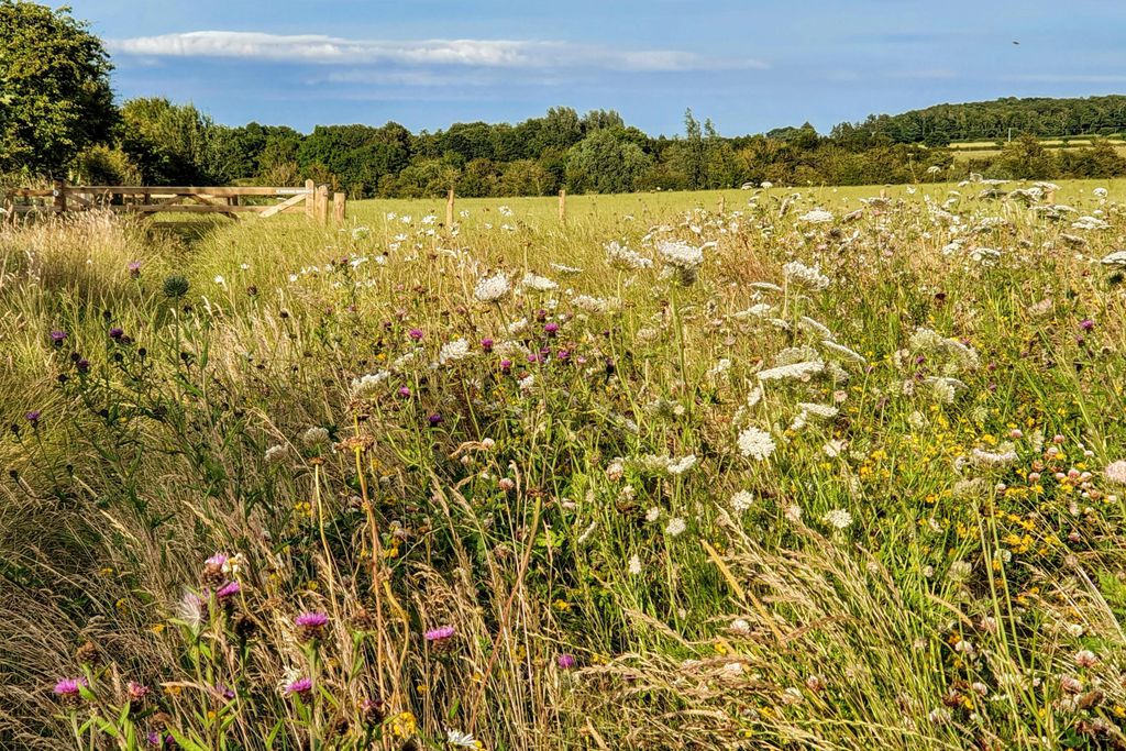 The Fuffins at Hunting Hall 13 - Gallery