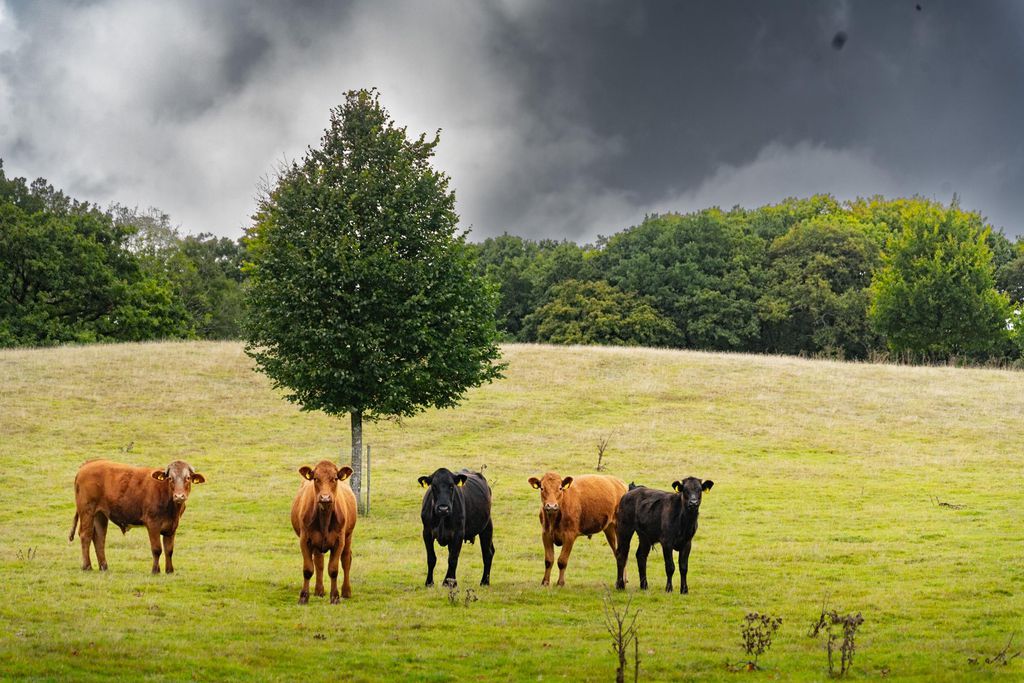 Llwynwermod Estate - West Cottage 13 - Gallery