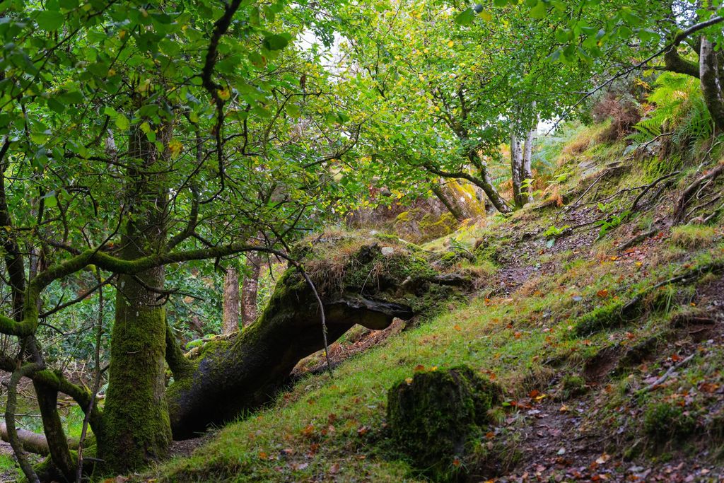 Llwynwermod Estate - West Cottage 18 - Gallery