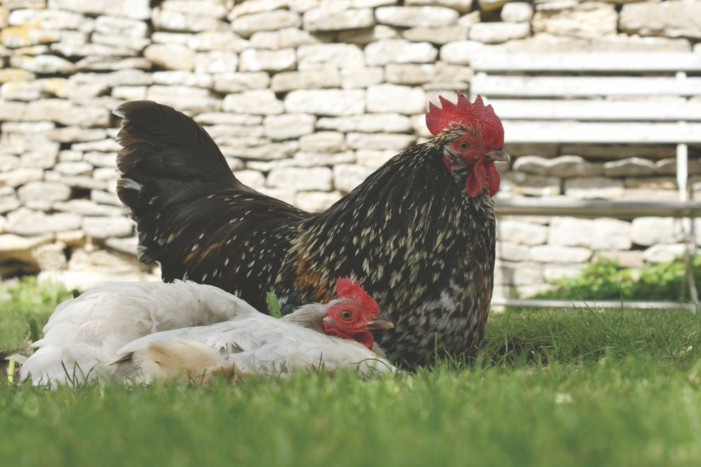 The Swan 18 - Gallery