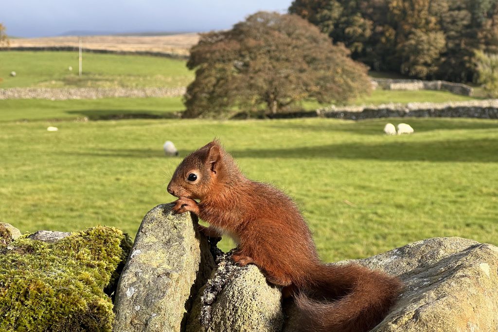 Shepherd's Cottage 7 - Gallery