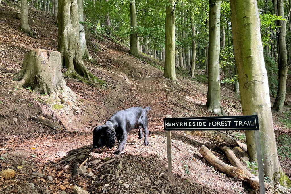 Old Parkhill Cottage at Hyrneside 12 - Gallery