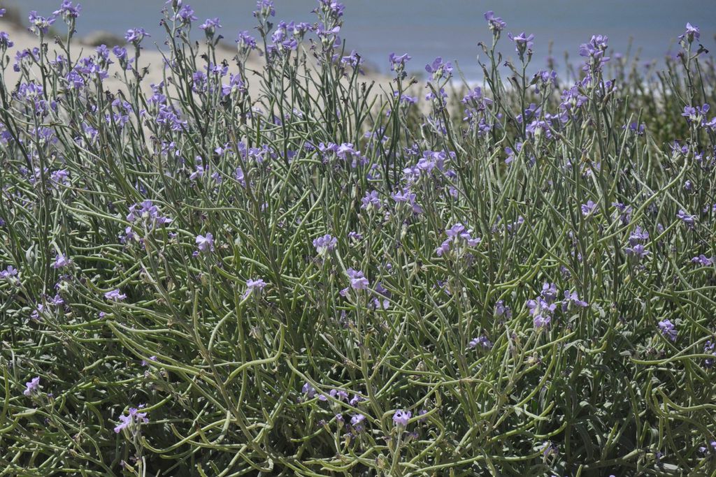 Beachhouse Barn, Medoc 7 - Gallery