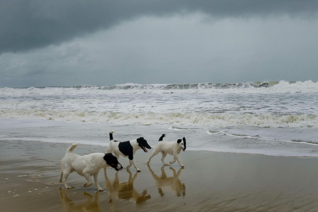 Beachhouse Barn, Medoc 18 - Gallery