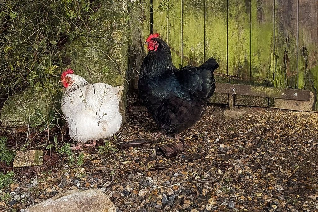 College Farm 19 - Gallery