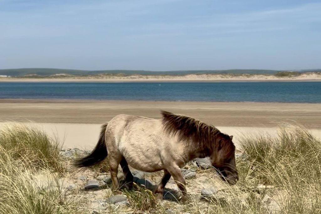 Cornwallis 18 - Gallery