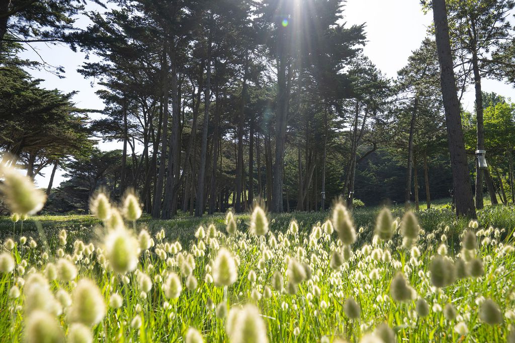 RozVen - Les Tilleuls de la Plage 16 - Gallery